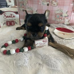 Santa - Blue and gold male Yorkshire Terrier puppy in Belpre, Ohio from Blackwoods Yorkies