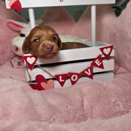 Cookie- price 3210 - Dapple female Dachshund puppy in Bristol, Tennessee from It's Mini Wieners Baby
