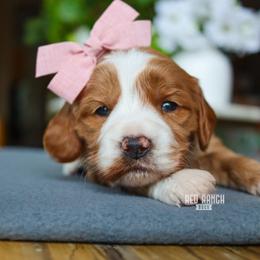 Arizona - Red  female Goldendoodle puppy in Salado, Texas from Red Ranch Dogs