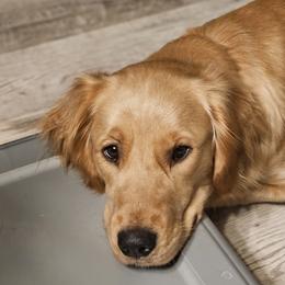 Golden Retrievers from Rise and Shine Goldens