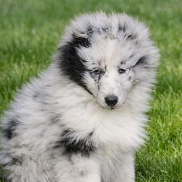 Lucy - Blue merle and white female Shetland Sheepdog puppy in Weedsport, New York from M&M Shelties and Smooch-A-Bulls English Bulldogs