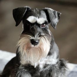 Chloe - Miniature Schnauzer