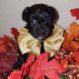 ROME - Black male Maltipoo puppy in Palmdale, California from J Designer Puppies