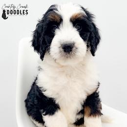 Hoosier - female Australian Mountain Doodle puppy in Tipton, Indiana from Country Creek Doodles