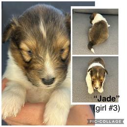 Jade - Sable and white female Shetland Sheepdog puppy in Aumsville, Oregon from Porter Creek Kennels