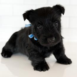 Flint - Black male Scottish Terrier puppy in Mount Joy, Pennsylvania from K&M Kennel