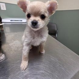 Solstice - Cream and white male Chihuahua puppy in Wytheville, Virginia from Southwest Virginia Chihuahua