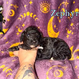 Zephyr - Parti female Poodle puppy in Winston Salem, North Carolina from Bewitching Kennels
