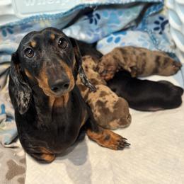 Dachshund puppies from Mahzian Miniature Dachshunds