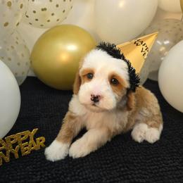 Magellanic - Red  male Goldendoodle puppy in Floyd, Virginia from Hearts and Paws Poodles and Doodles