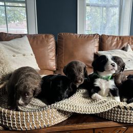 Border Collie and Bordoodle Puppies from Ashtin's Border Collies and Bordoodles
