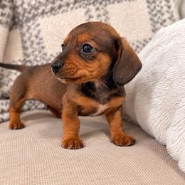 Tiny Tim - Wild  boar and tan male Dachshund puppy in Benson, North Carolina from Down South Dachshunds