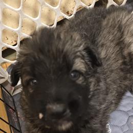 Mr Green - Gray sable male Shiloh Shepherd puppy in Okemah, Oklahoma from Shining Stars Shilohs