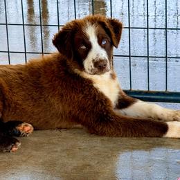 Haven - Red & white female Australian Shepherd puppy in Mineral Wells, Texas from A6 Australian Shepards