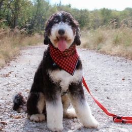 Bentley - Bernedoodle
