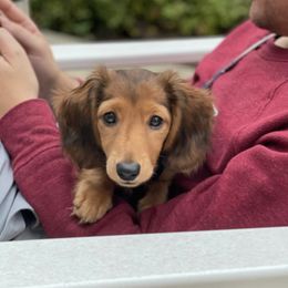 Dachshunds from Kietzman‘s Miniature Dachshunds