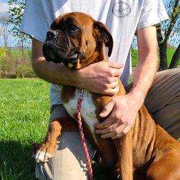 Zoe - Boxer