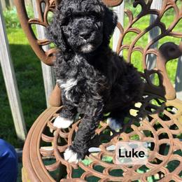 Luke - Black male Goldendoodle puppy in Shelby Township, Michigan from Shelby Doodles MI LLC