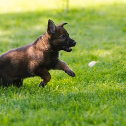 German Shepherd Puppies from Faoladh German Shepherds