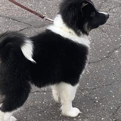 Icelandic Sheepdog Puppies from Valhalla Icelandic Sheepdogs