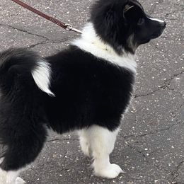 Icelandic Sheepdog Puppies from Valhalla Icelandic Sheepdogs