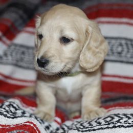 Dachshund and Golden Retriever Puppies from Mount Calm Golden Retrievers