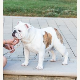Bulldog and French Bulldog All Grown Up from Empire Bulldogs & French Bulldogs