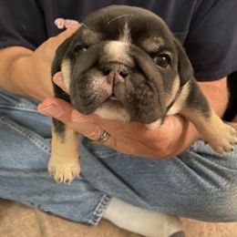Bulldog Puppies from Sharon Hensley