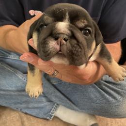 Bulldog Puppies from Sharon Hensley
