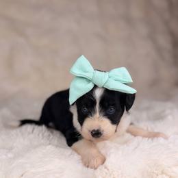Sorbet BLUE EYES - female Australian Mountain Doodle puppy in Sweetwater, Florida from Sandy Snout Doodles