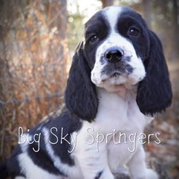 Boy 4 - Black and white male English Springer Spaniel puppy in Great Falls, Montana from Big Sky Springers