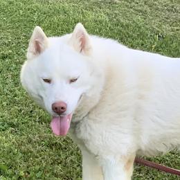Aspen - Siberian Husky