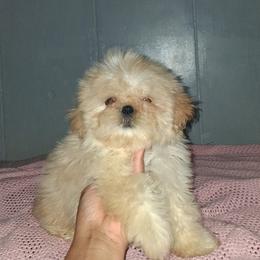 Boy 1 - Cream and white male Shih Tzu puppy in Birmingham, Alabama from K&D kennels