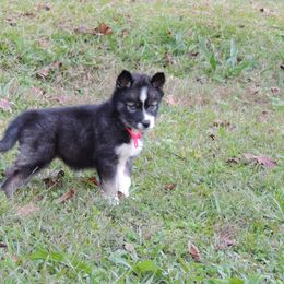 Pomsky and Siberian Husky Puppies from Beastly Beauties Huskies & Pomskies