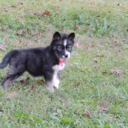 Pomsky and Siberian Husky Puppies from Beastly Beauties Huskies & Pomskies