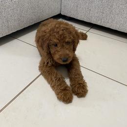 Goldendoodle Puppies from SOMIDOODLES