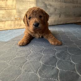 Donatello (purple collar) - Red  male Poodle puppy in Milan, Tennessee from Twin Oak Goldendoodles