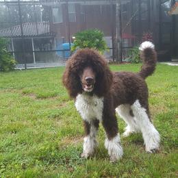 Poodle All Grown Up from Sequoyah Standard Poodles