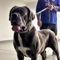 Luna - Boerboel