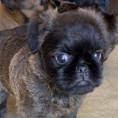 Brussels Griffon Puppies from Alias I Am Brussels