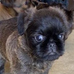 Brussels Griffon Puppies from Alias I Am Brussels