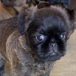 Brussels Griffon Puppies from Alias I Am Brussels