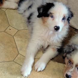 JENNA - Blue merle female Australian Shepherd puppy in Elk Creek, Missouri from Hearts on Fire Australian Shepherds
