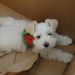 Miniature Schnauzers from Sweet Pup Schnauzers