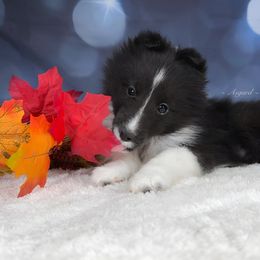 Reduced* Tux - Shetland Sheepdog puppy in Elk, Washington from Asgard Shetland Sheepdogs
