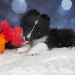 Reduced* Tux - Shetland Sheepdog puppy in Elk, Washington from Asgard Shetland Sheepdogs
