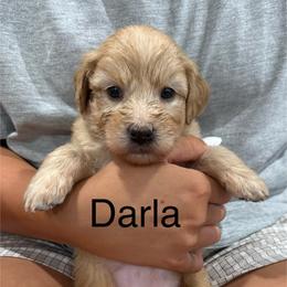 Darla purple collar - Cream female Whoodle puppy in Pima, Arizona from Schmidt's K9s