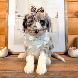 Vega - Blue merle female Aussiedoodle puppy in Chattanooga, Tennessee from Remedy Ranch Aussiedoodles