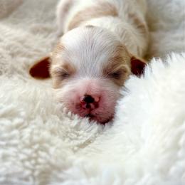 Duke -Blenheim with Dutches's kiss- - Blenheim male Cavapoo puppy in Gilbert, Arizona from Arizona Toy Cavapoos – Health‐Tested & Home‐Raised