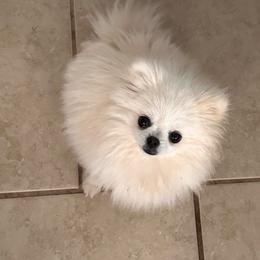 Lacy - Pomeranian
